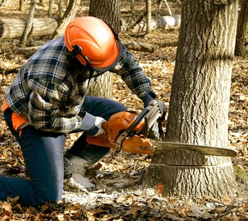 Tree Removal in Kirby, AR